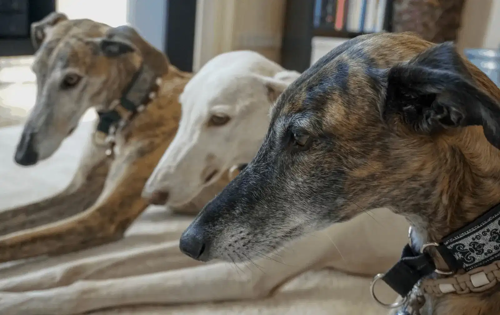 WELT GALGO TAG am 01. Februar