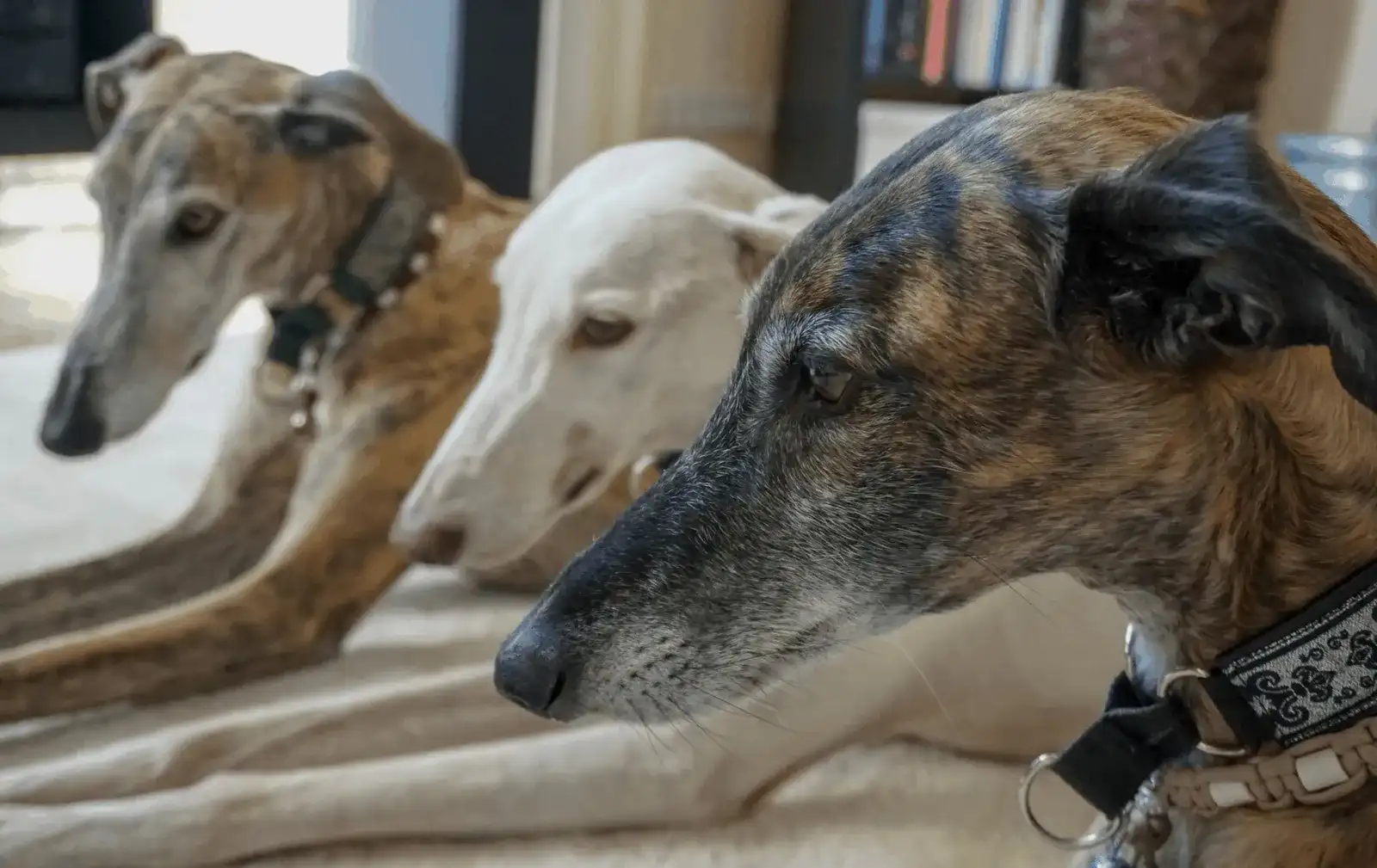 WELT GALGO TAG am 01. Februar