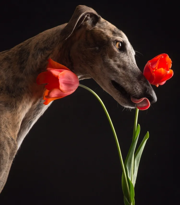 Galgos