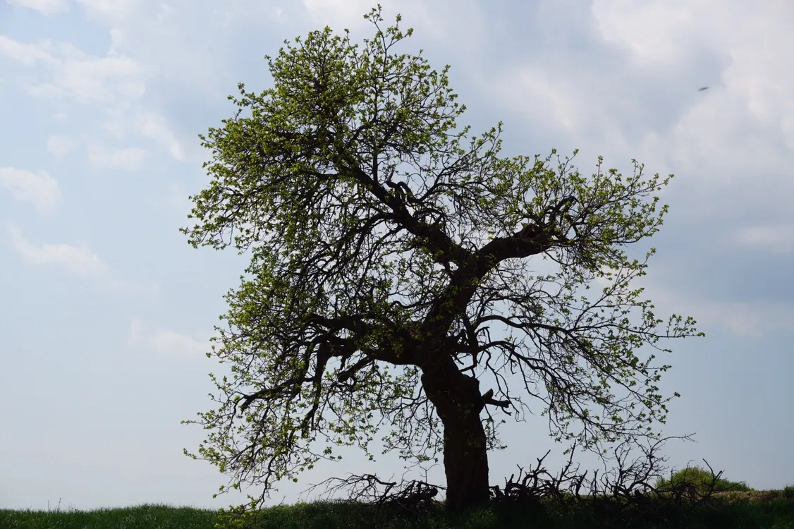 Baum
