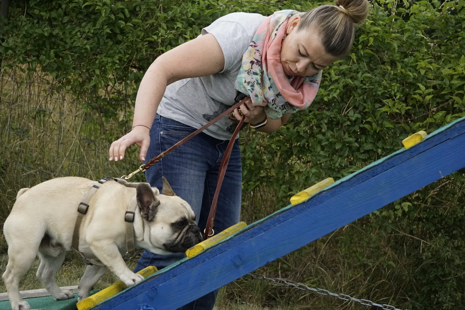 Frenchie Agility