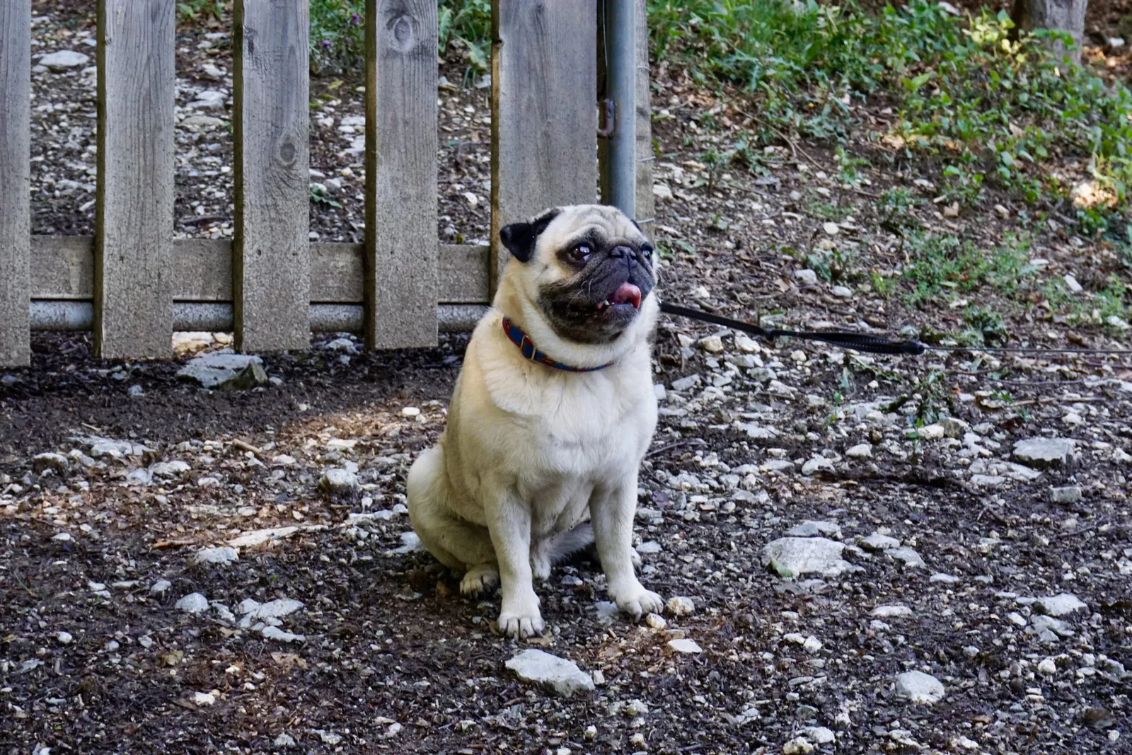 Mops