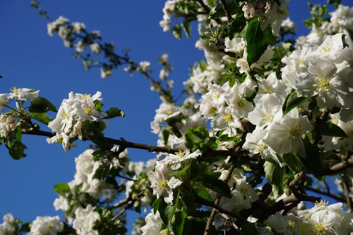 Frühling