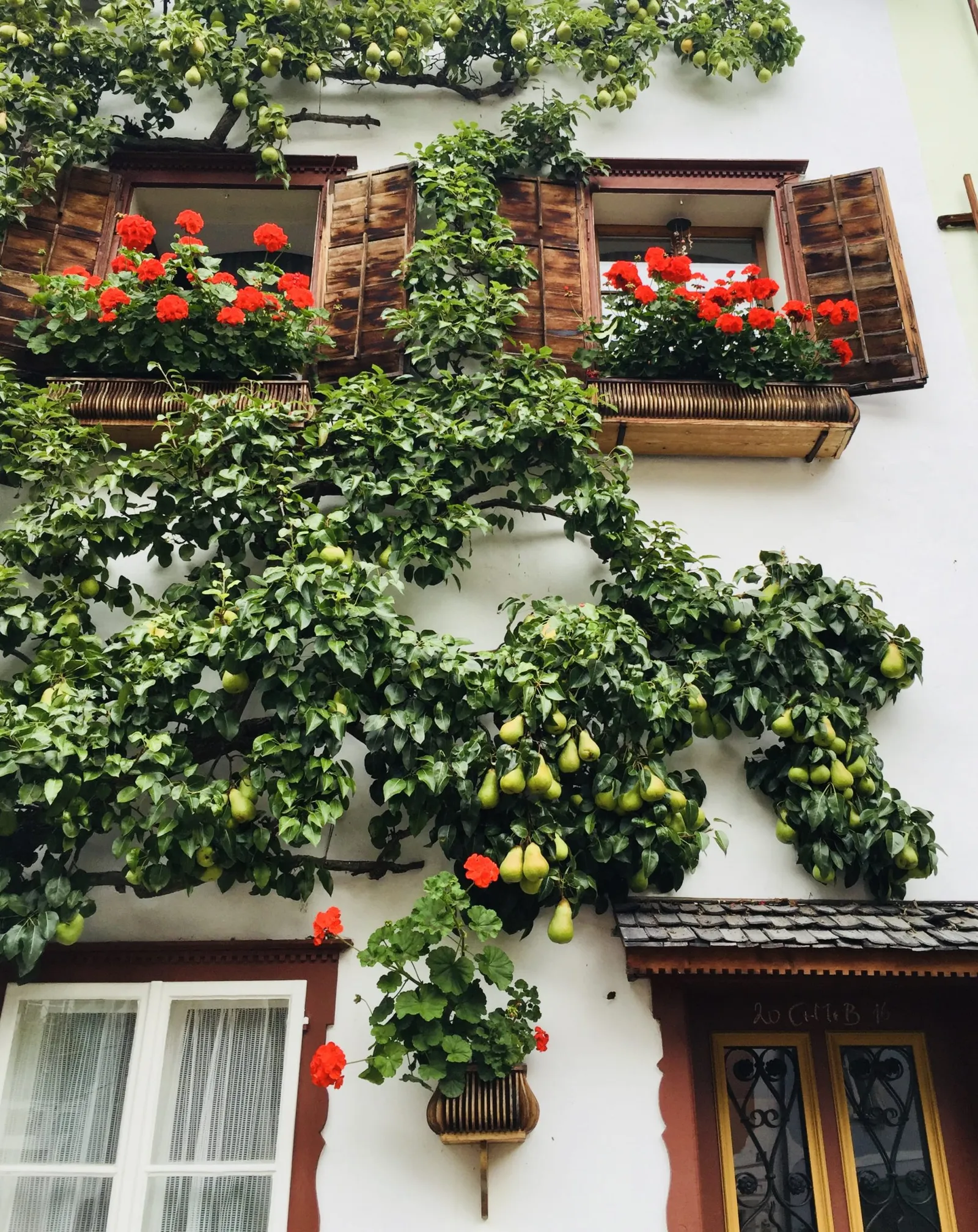 Hallstatt mit Hund