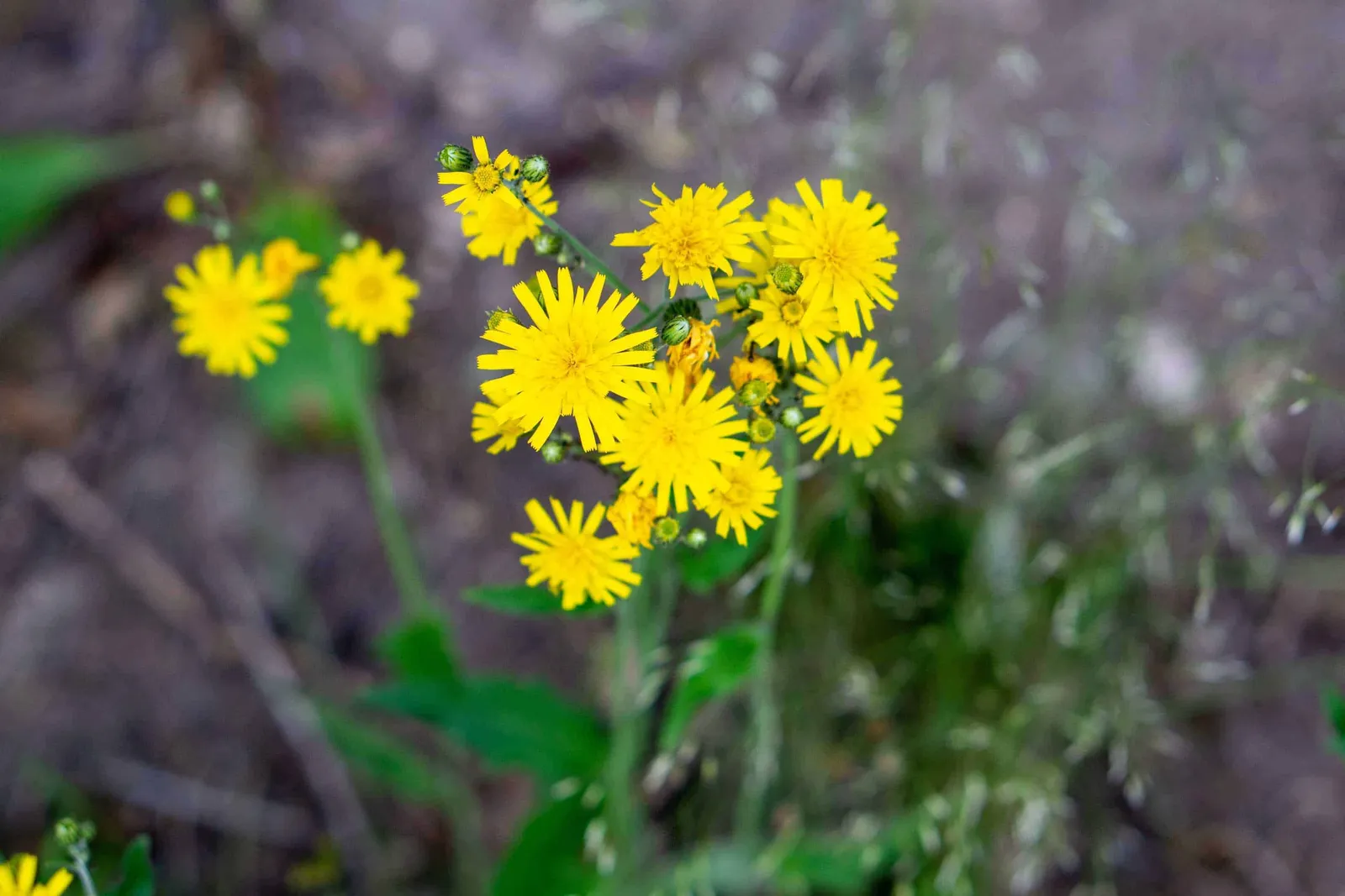 Gelbe Blumen