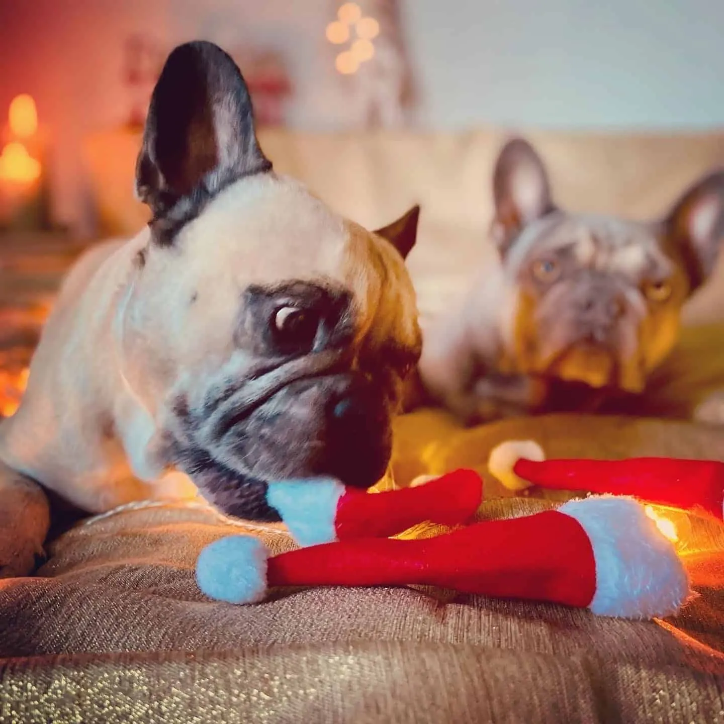 Hundereise Weihnachtshund