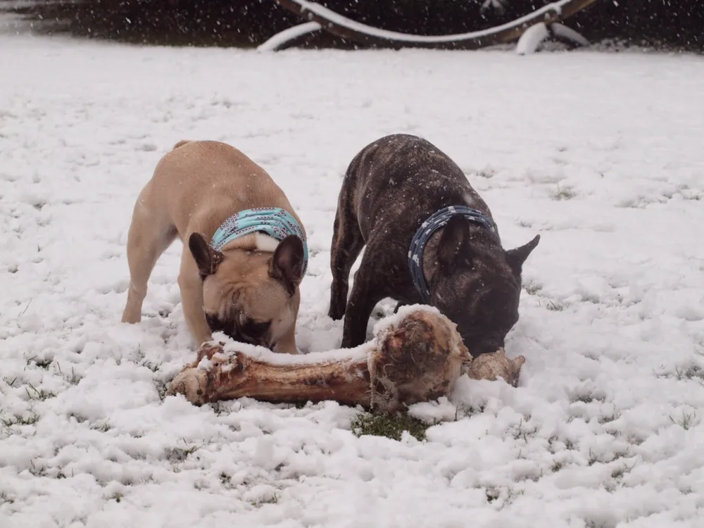 Che & Murphy mit Knochen