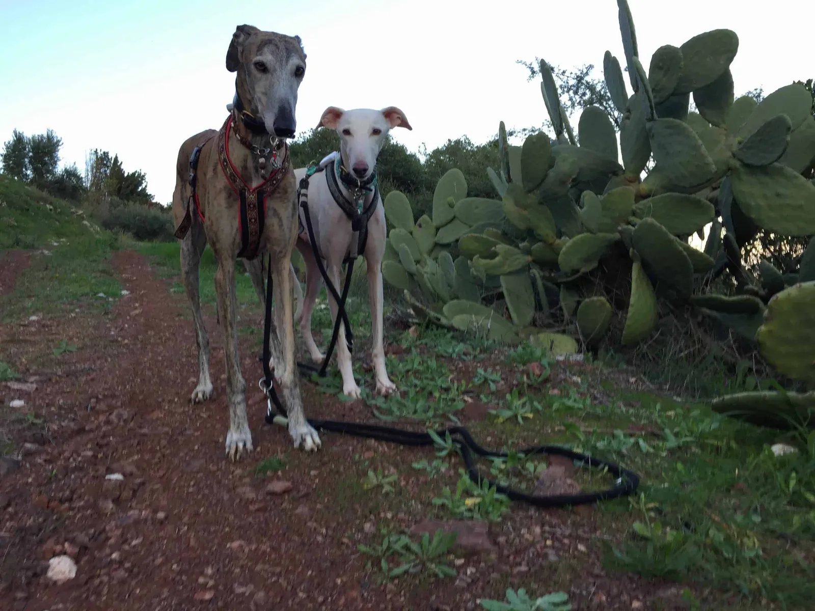 Urlaub mit Hund in Griechenland - über Aussteiger und Wanderungen