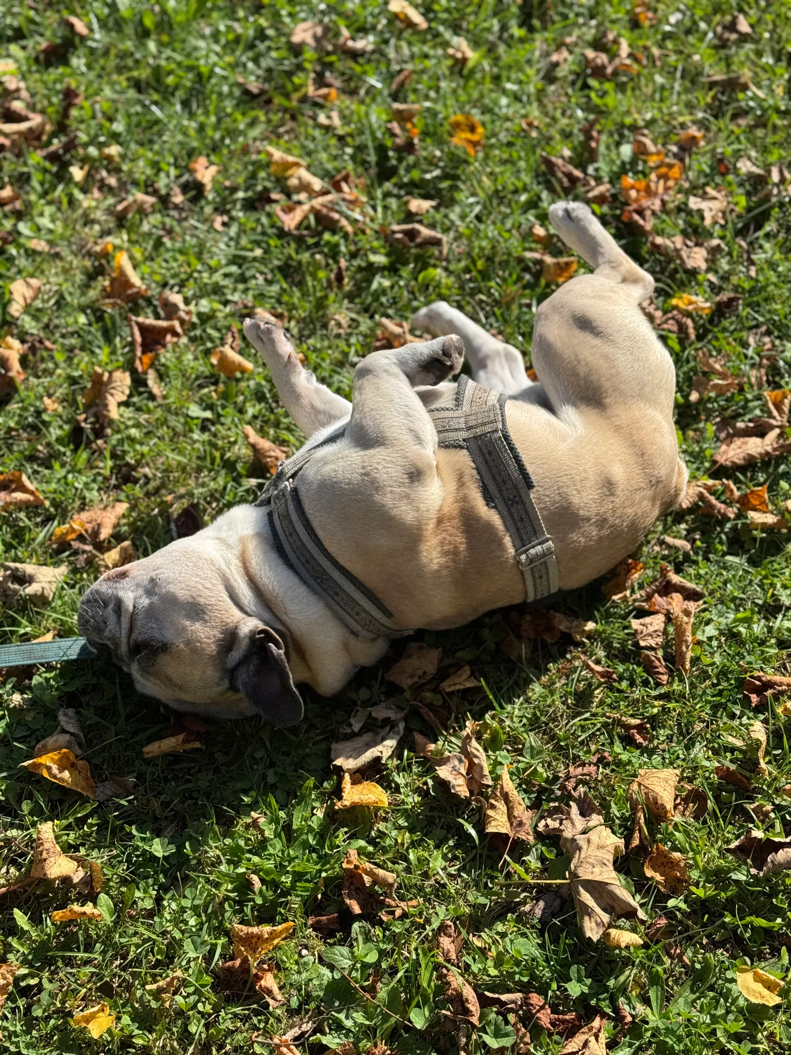 Murphy liegt auf dem Rücken auf einer herbstlichen Wiese mit Laub.