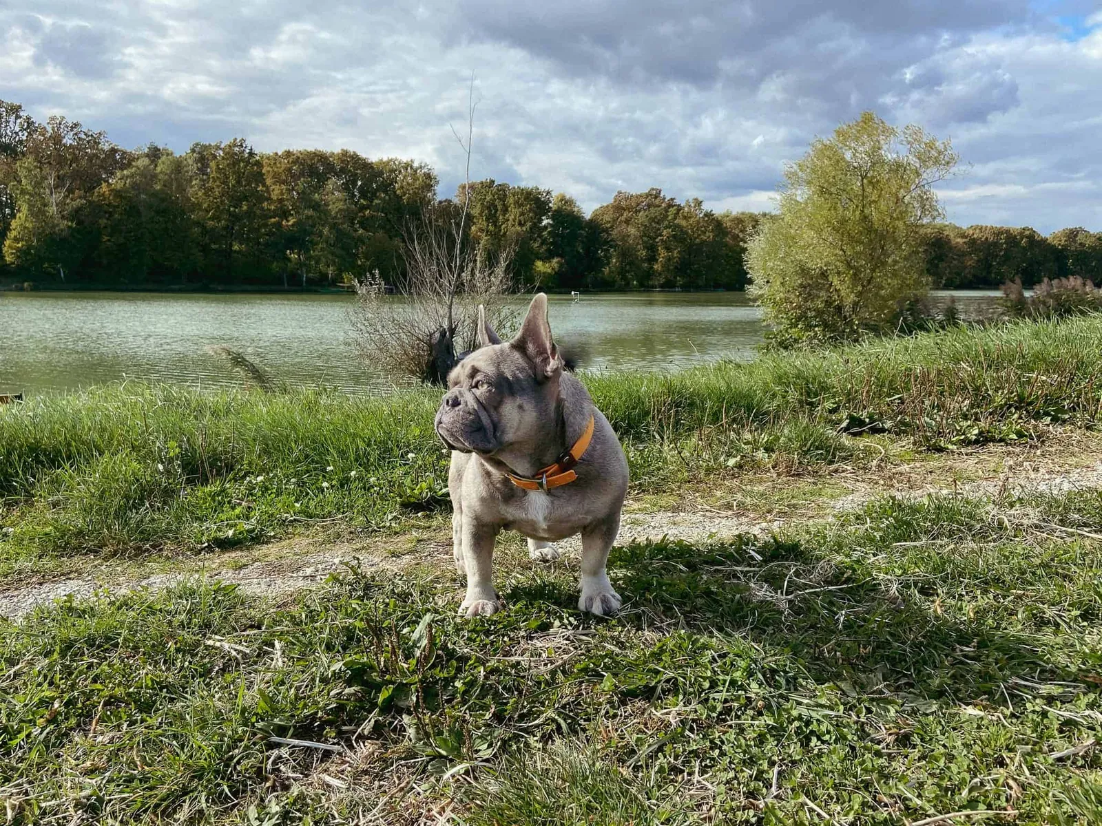 Archie vor dem Stausee in Urbersdorf, Südburgenland