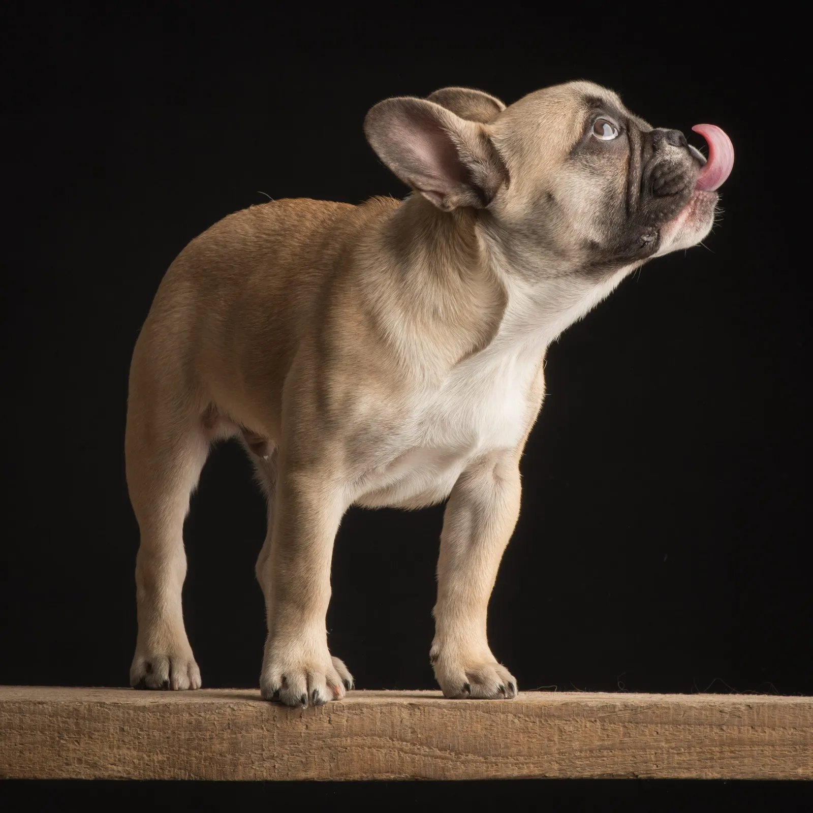 Welpe Französische BulldoggeWelpe Französische Bulldogge
