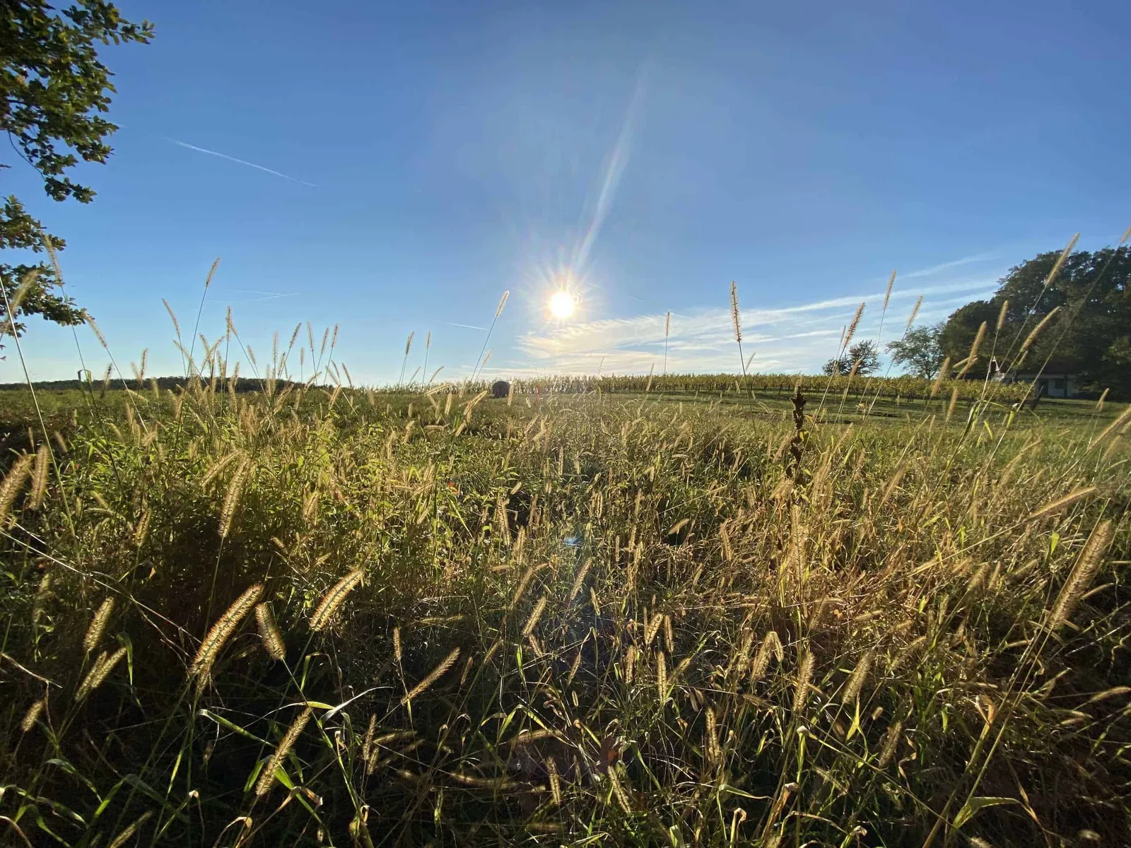 Gräser mit Abendsonne Südburgenland