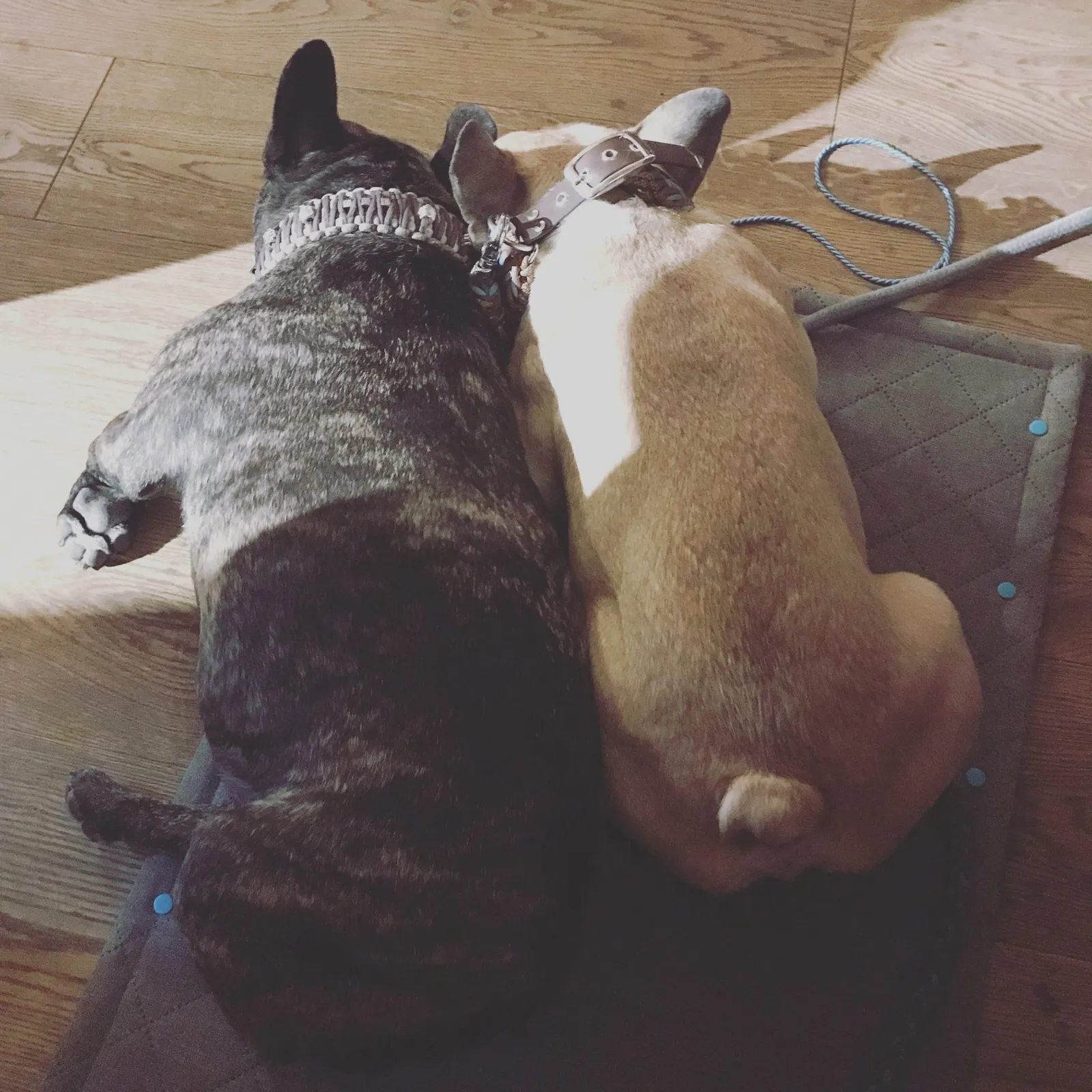 Hundehotel