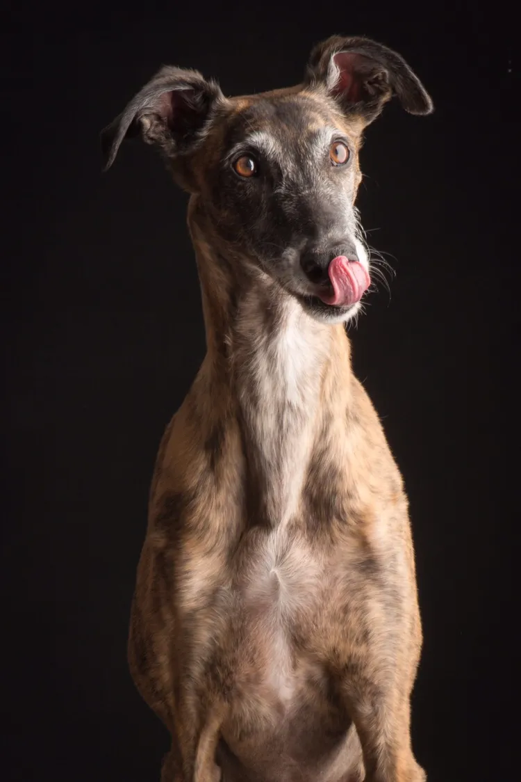 Galgos