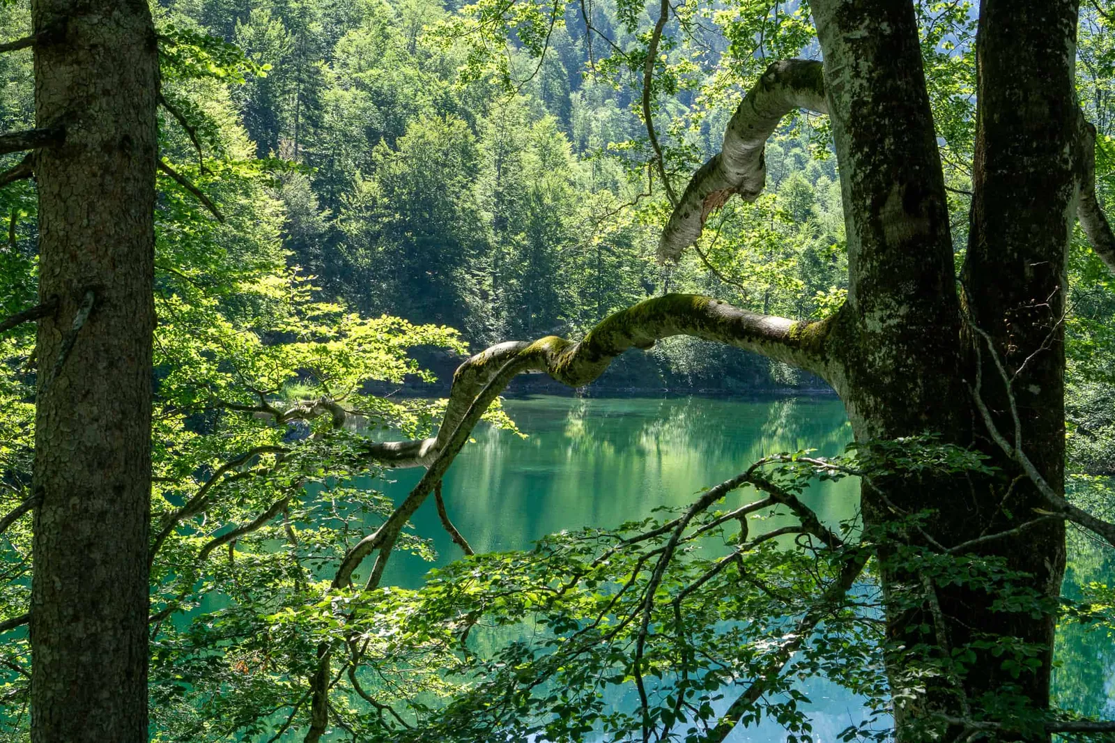 Großer Ödsee Almtal Hundereise