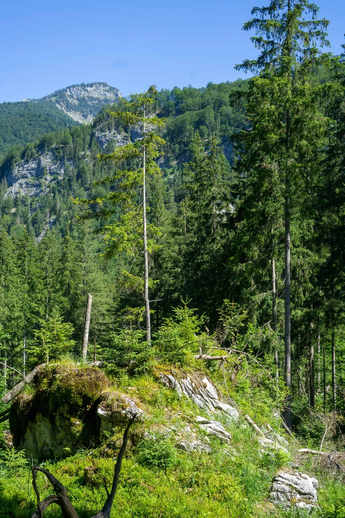 Großer Ödsee Almtal Hundereise