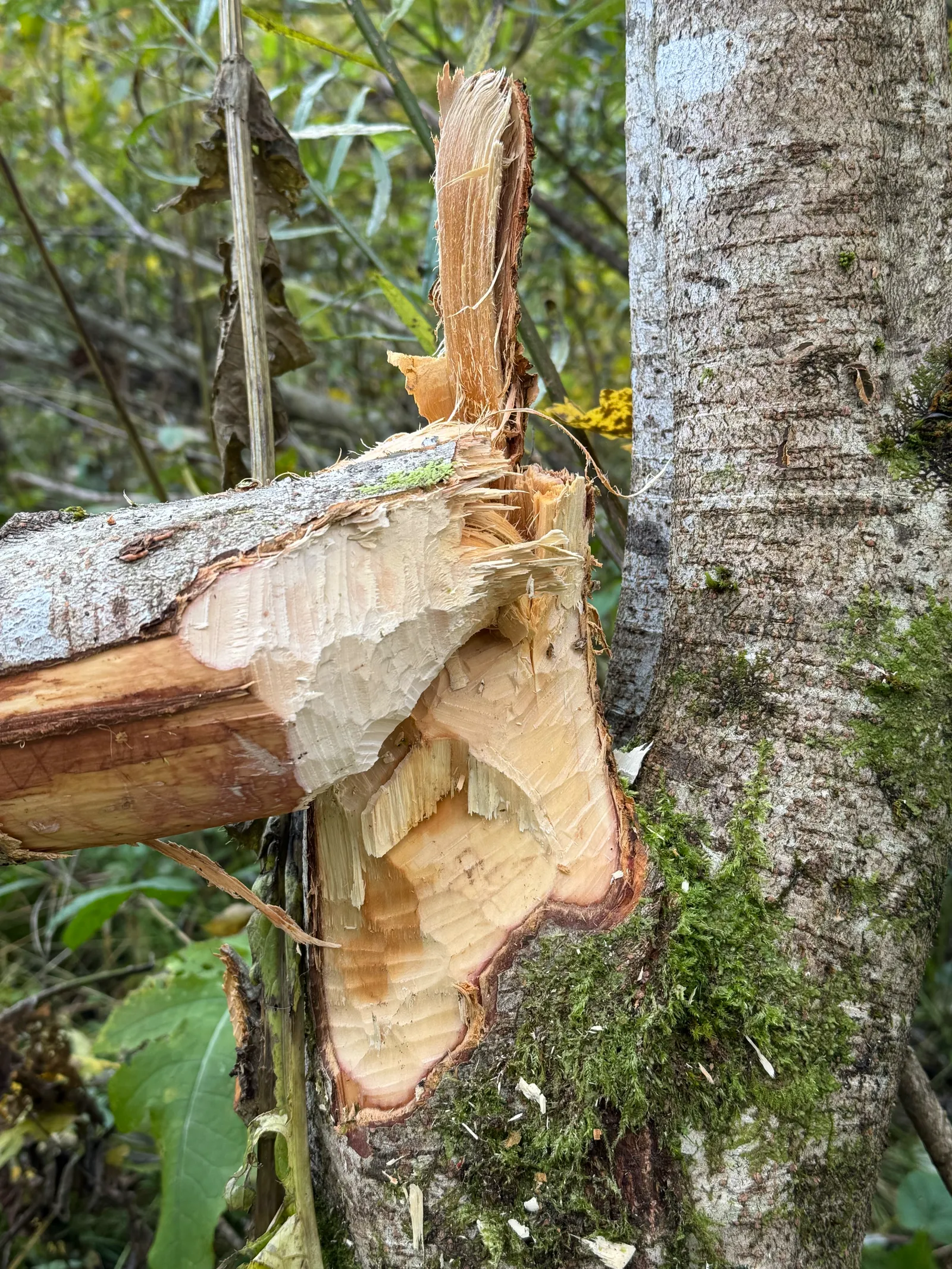 Nahaufnahme eines von einem Biber angenagten Baumstamms mit freigelegtem hellem Holz.