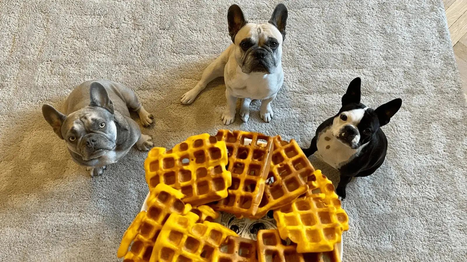 Rezept für getreidefreie Kürbiswaffeln für Hunde