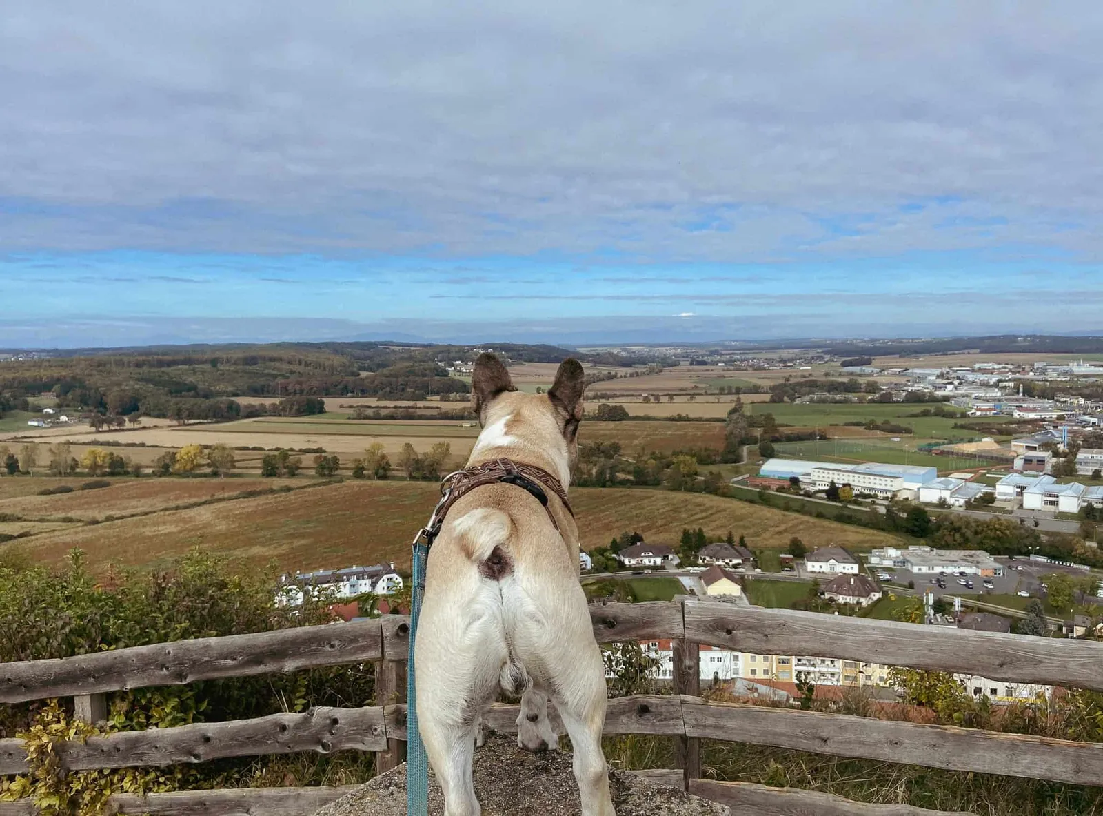 Murphy genießt den Ausblick über das Südburgenland von der Burg Güssing