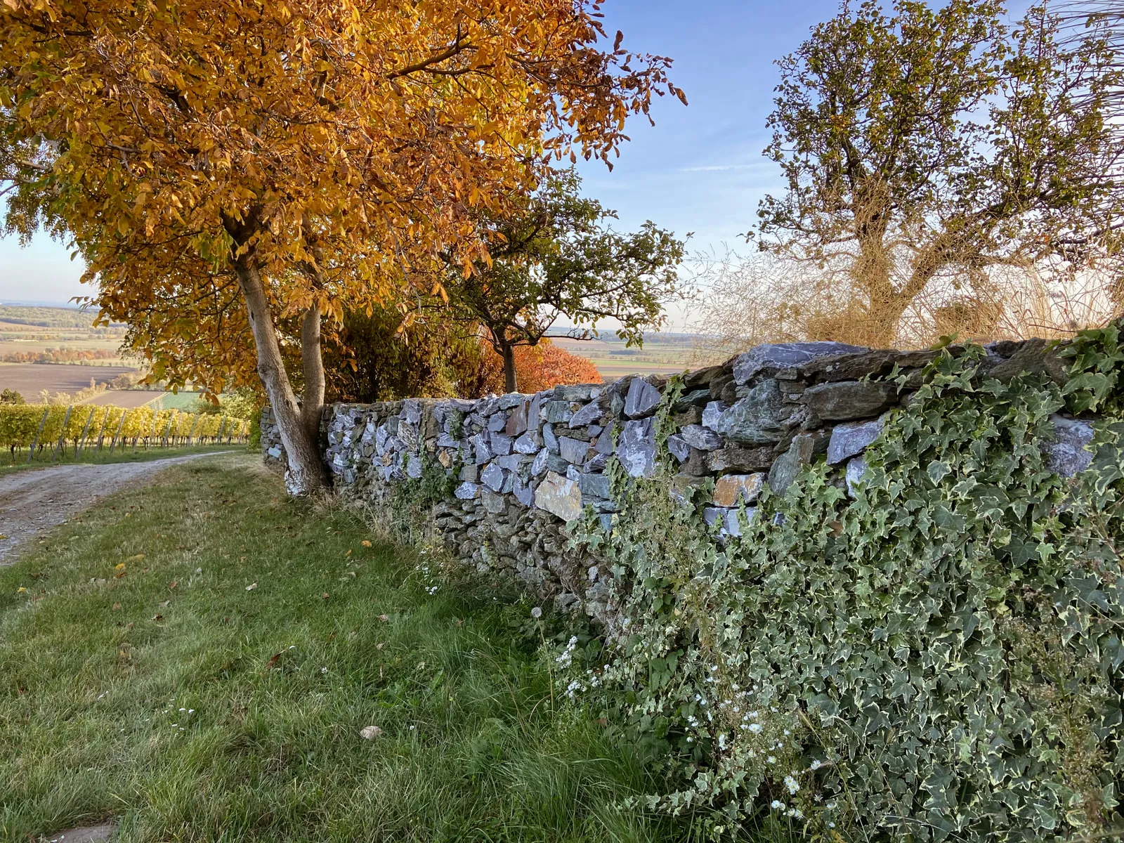 Weingebirge Rechnitz Steinmauer Herbstfarben