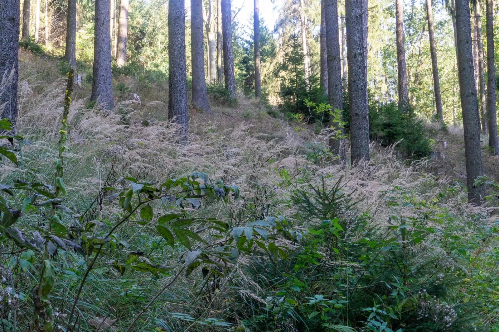 Waldviertel Zwettl Hundereise Riegersbach