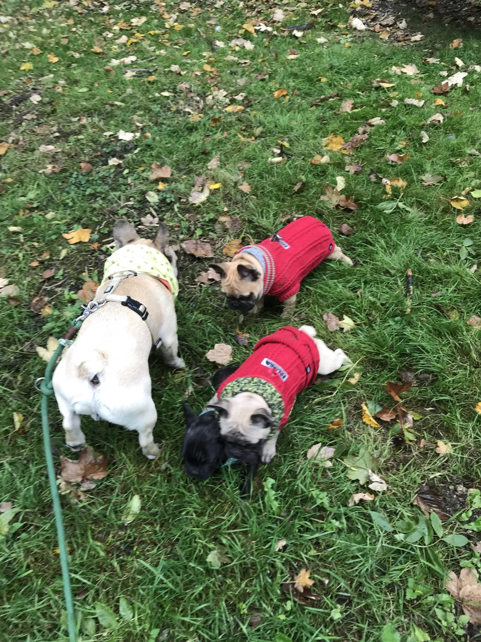 Ausflug mit Hund zu den Wölfen im Wildpark Ernstbrunn, NÖ