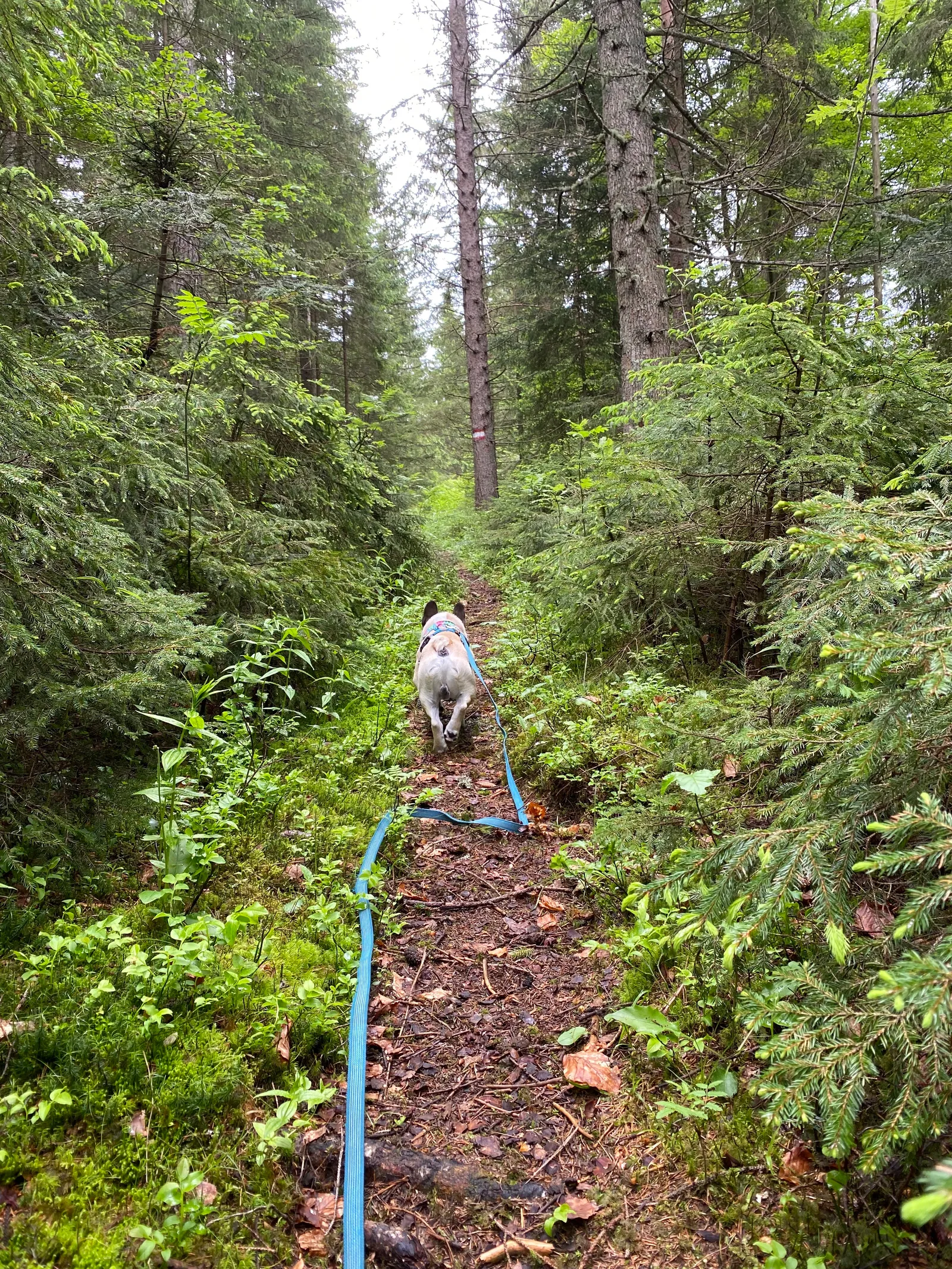 Hoiswirt Modriach Runde Murphy Waldweg