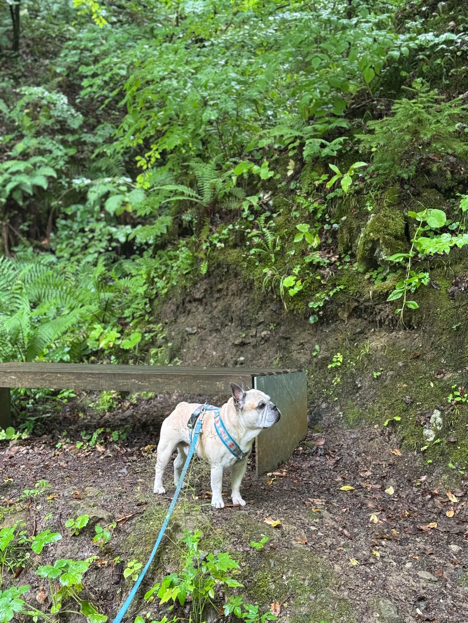 Murphy steht angeleint auf einem Waldweg neben einer Holzbrücke, umgeben von Farnen und Moos.