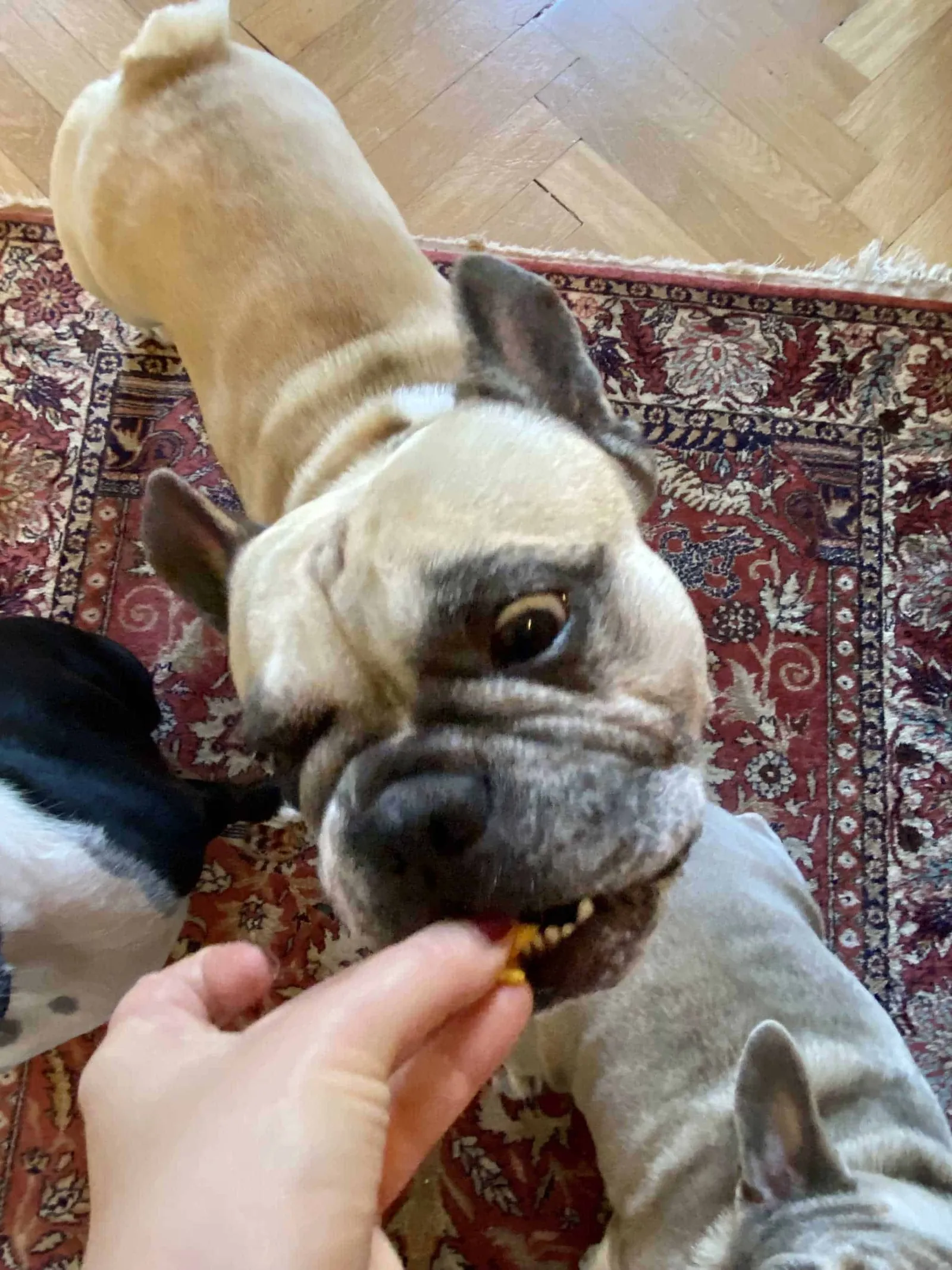 Murphy kostet Waffel