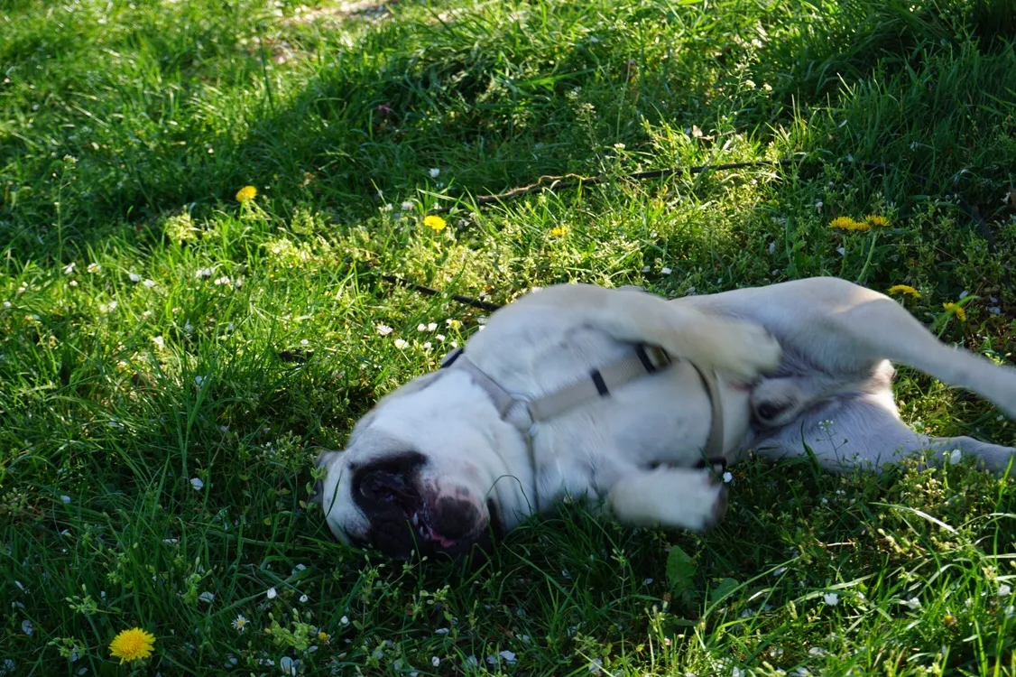 Hundeurlaub