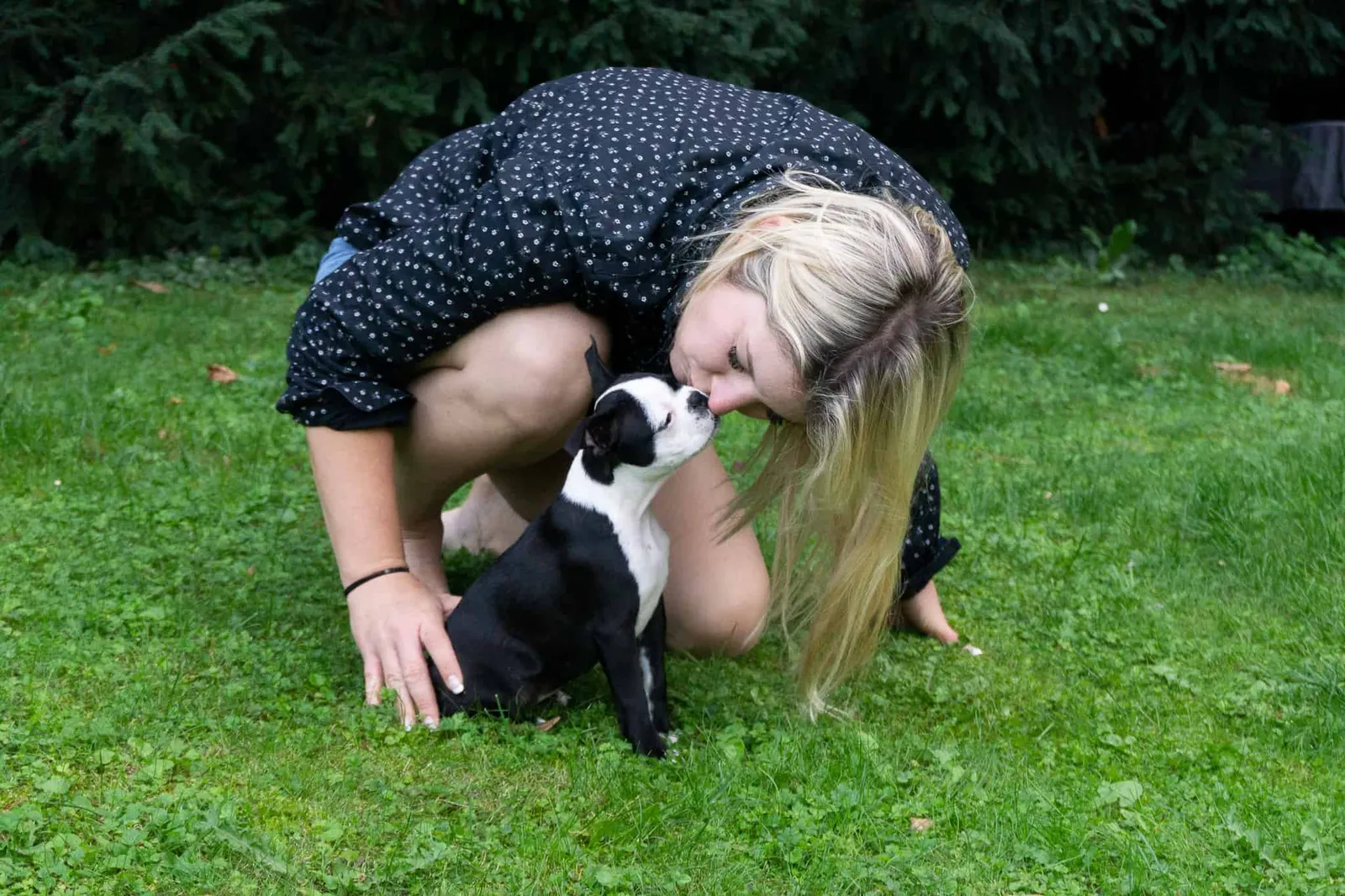 Boston Terrier Stubenreinheit