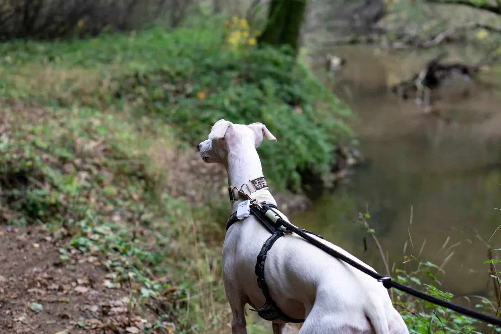 Hundereise Wandern Schwarzach Deutschland