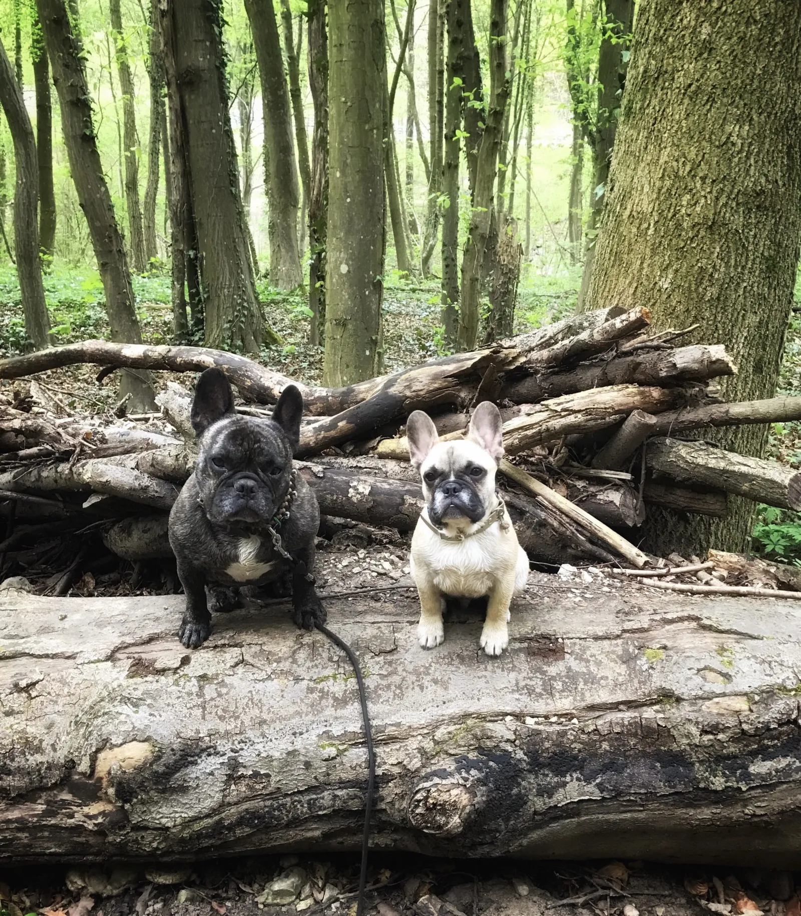 French Bulldog