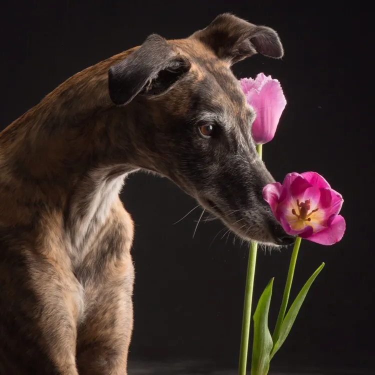 Galgos
