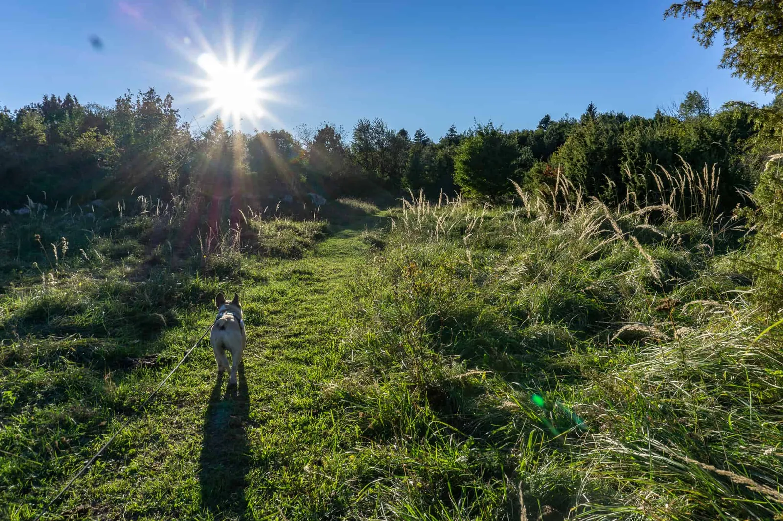 brest pod učkom Wandern mit Hund