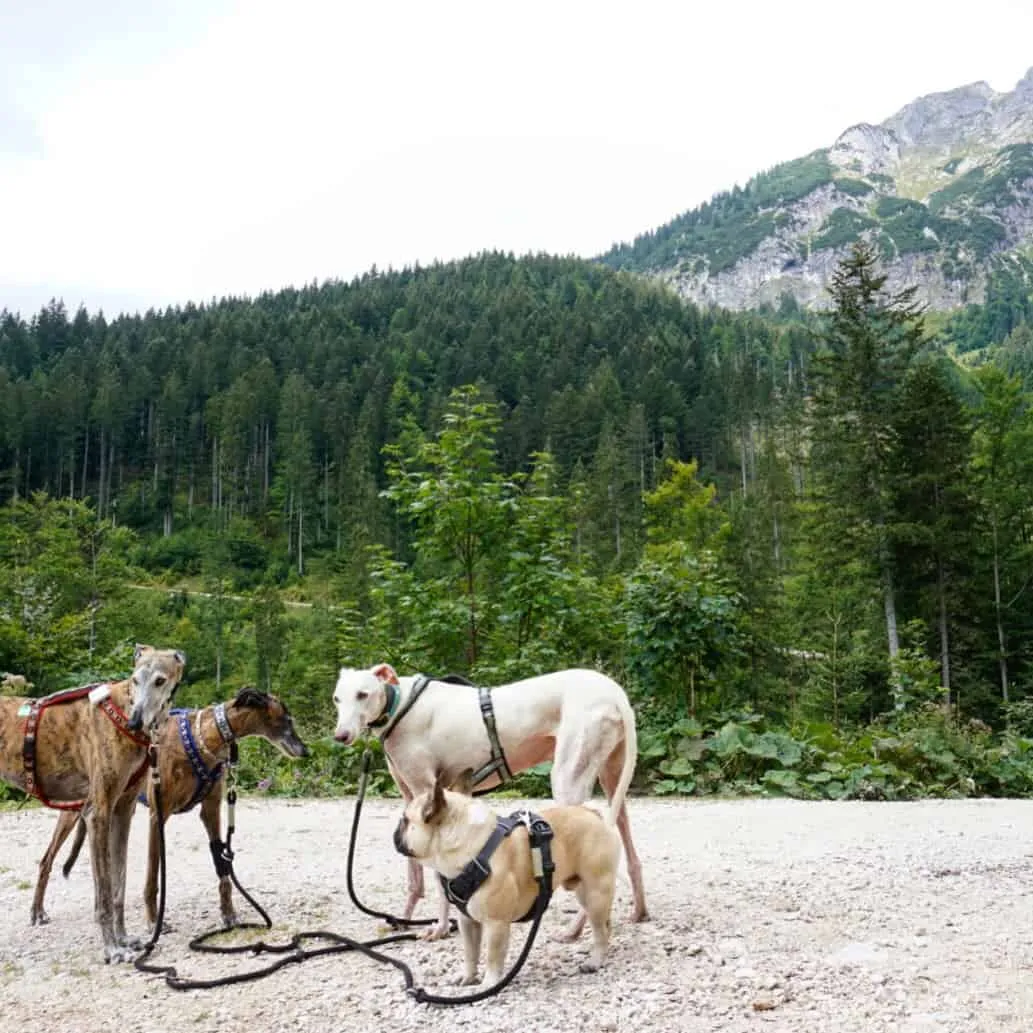 Urlaub mit Hund - Rußbach, Gosau, Traunsee - Salzburg & Oberösterreich