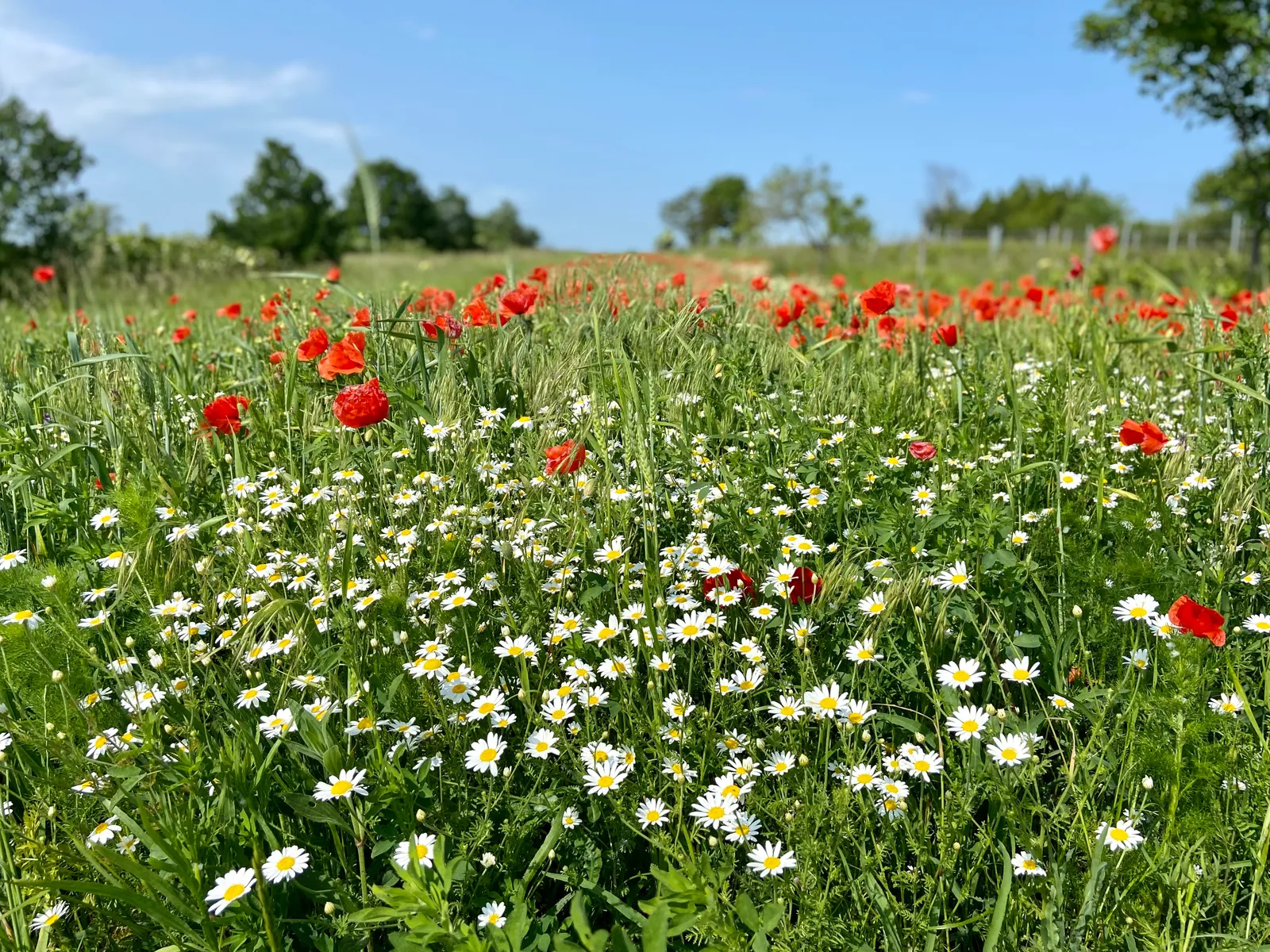 Mohnblumenwiese_Oggau-Weinwanderweg