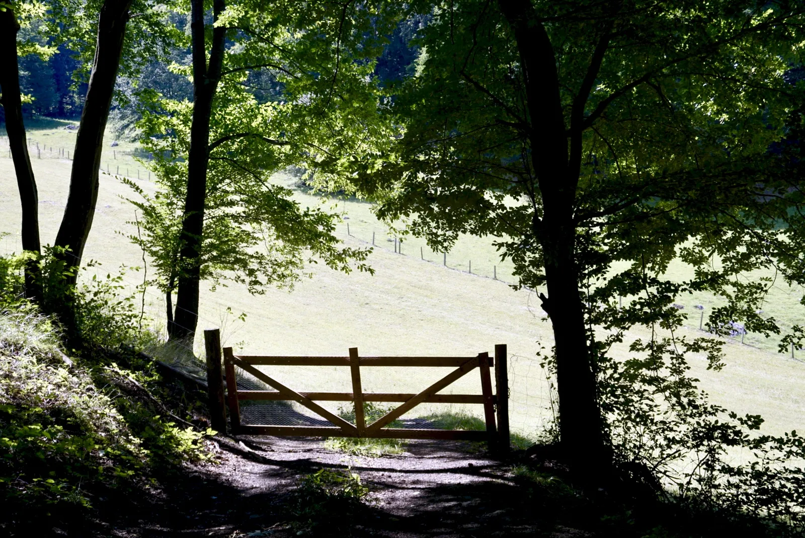 Holzschlag