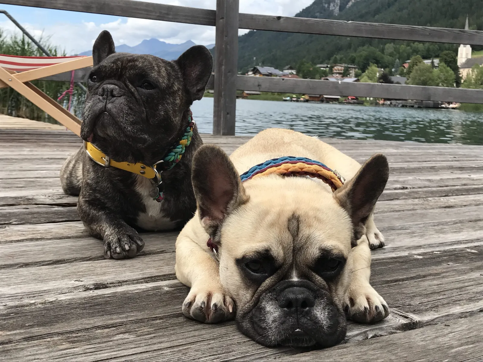 French Bulldog