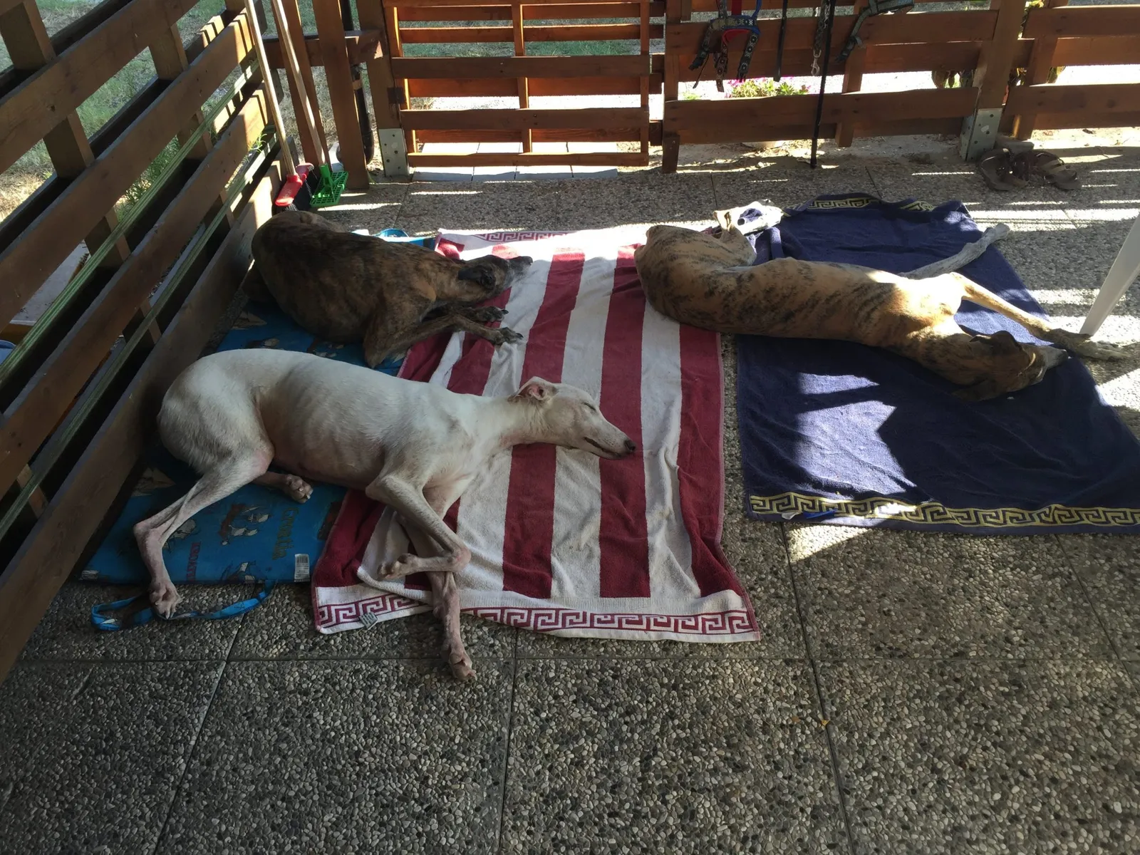 Urlaub mit Hund in Italien - Spanische Galgos in Cavallino-Treporti