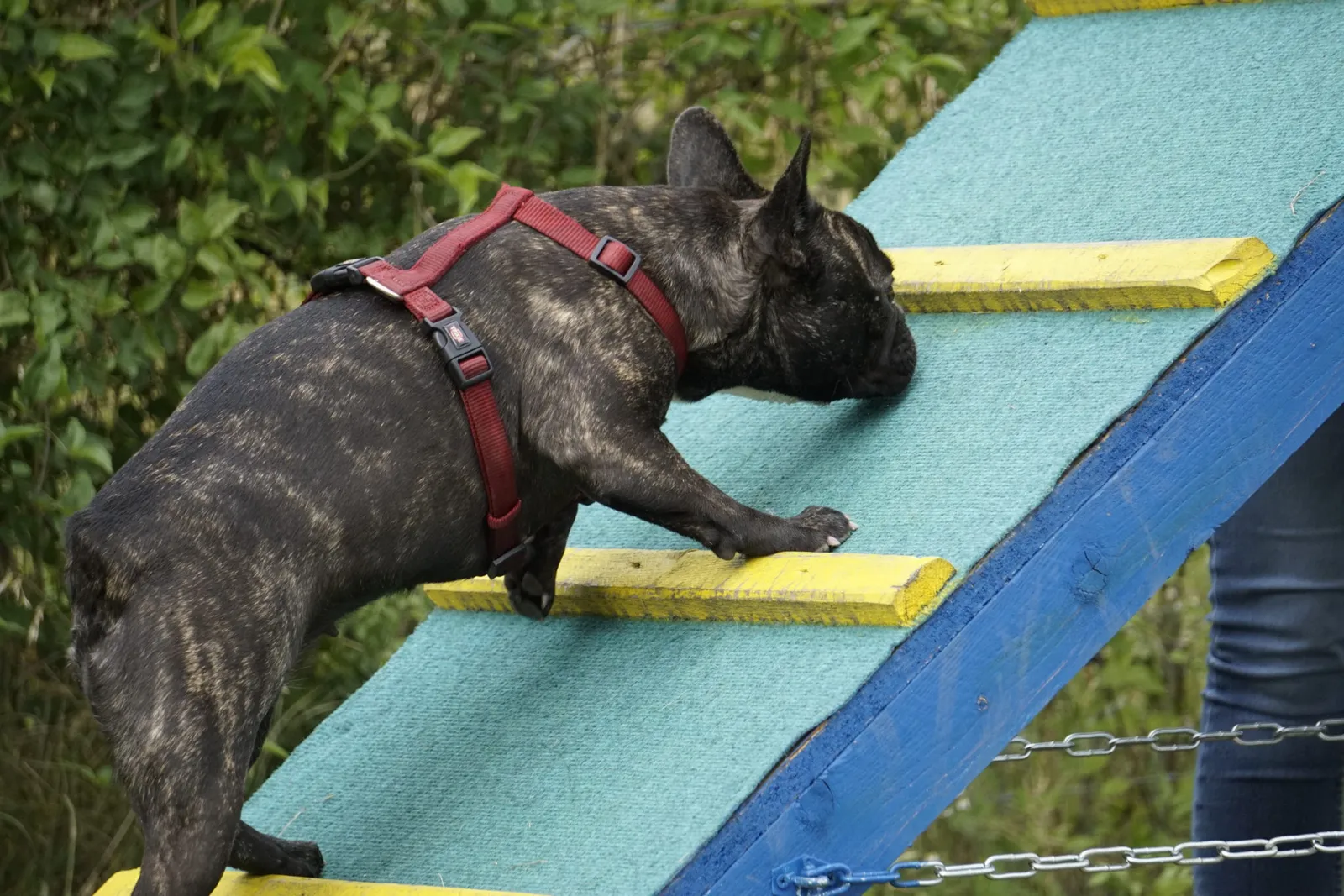 Frenchie Agility