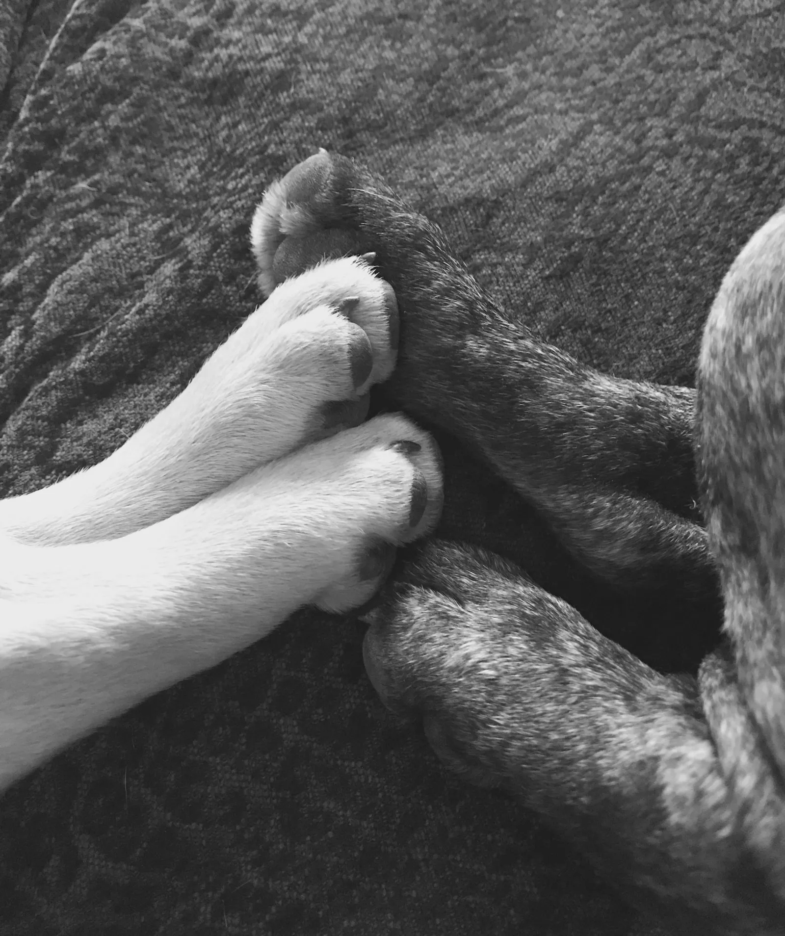 Murphy und Che Pfoten