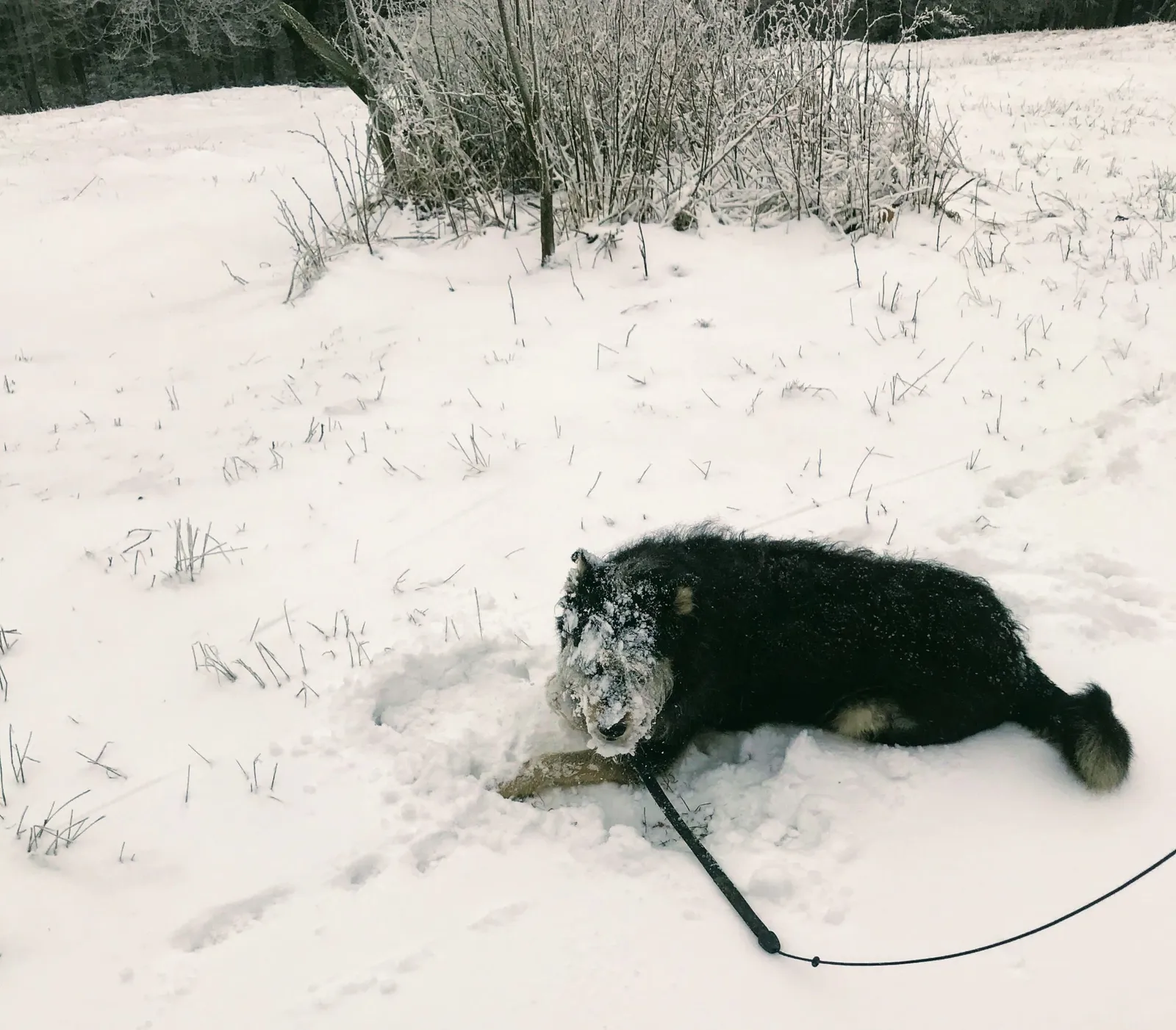 Hundewanderung