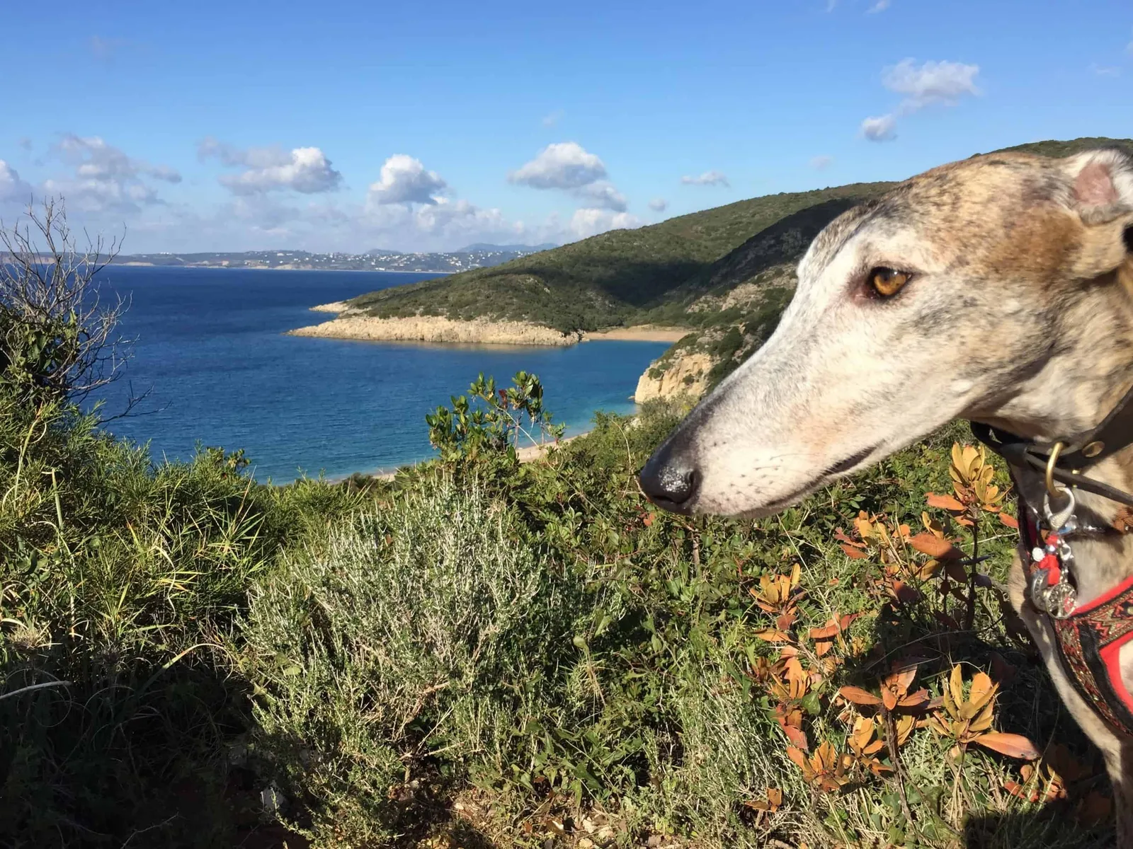 Urlaub mit Hund in Griechenland - über Aussteiger und Wanderungen