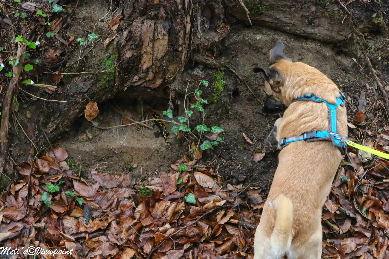 Kräuterwanderung mit Hund in Wöllersdorf-Steinabrückl