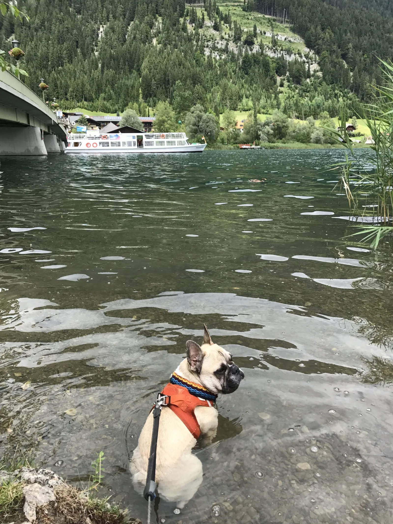 Urlaub mit Hund am Weissensee, Kärnten