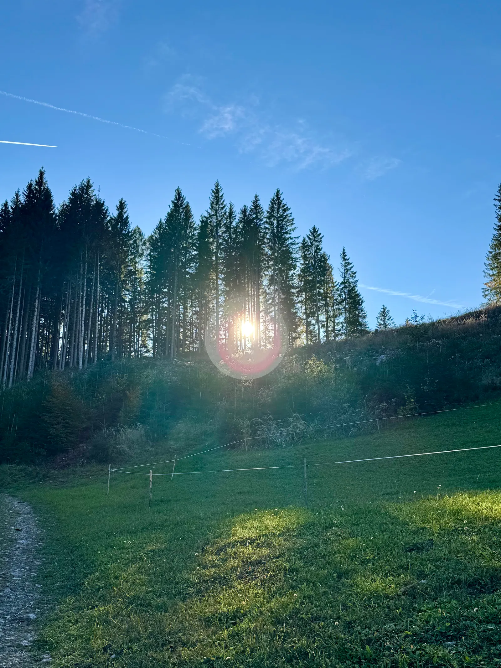Sonne bricht durch Nadelbäume am Waldrand, davor eine eingezäunte Wiese.
