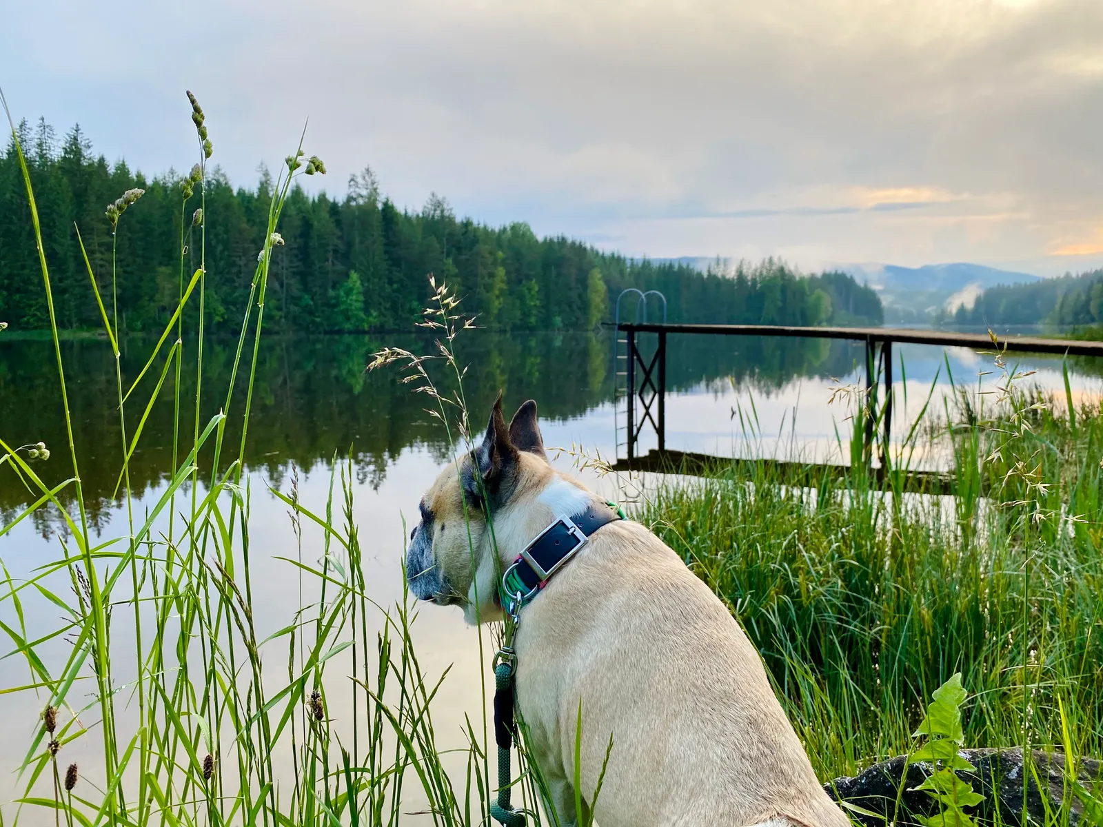 Murphy am Packer Stausee