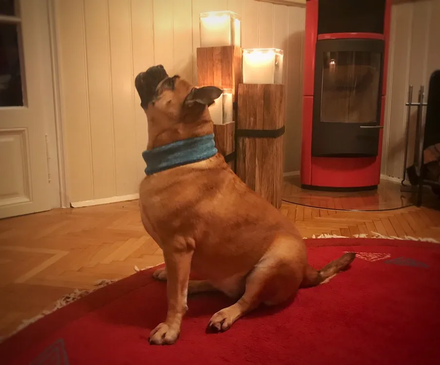 Weihnachts - DIY - Loop für den Hund