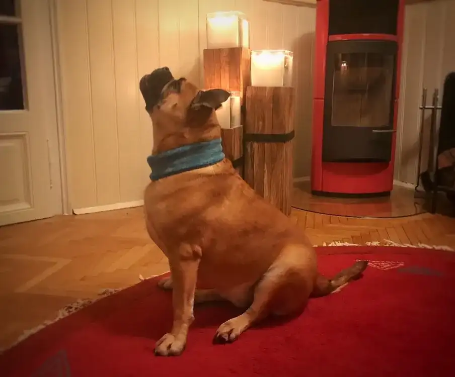 Weihnachts - DIY - Loop für den Hund